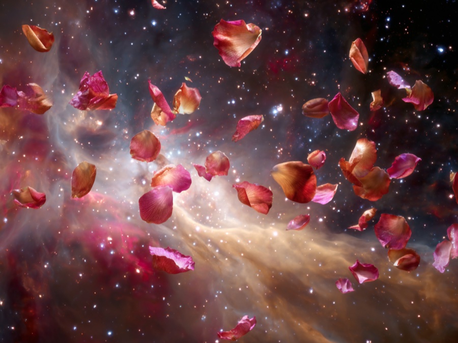Rose Petals Falling