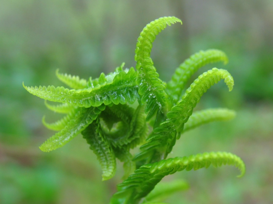 Spiral Fern