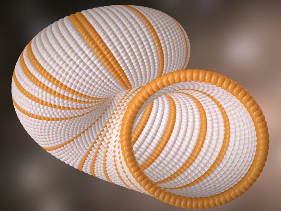 Sea Shell